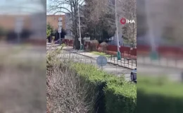 Slovakya’da ayı saldırısı: 2 yaralı
