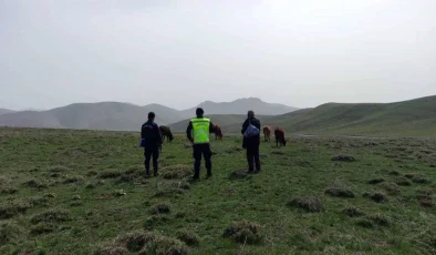 Bayburt’ta kaybolan 9 büyükbaş hayvan jandarma ekiplerince bulundu