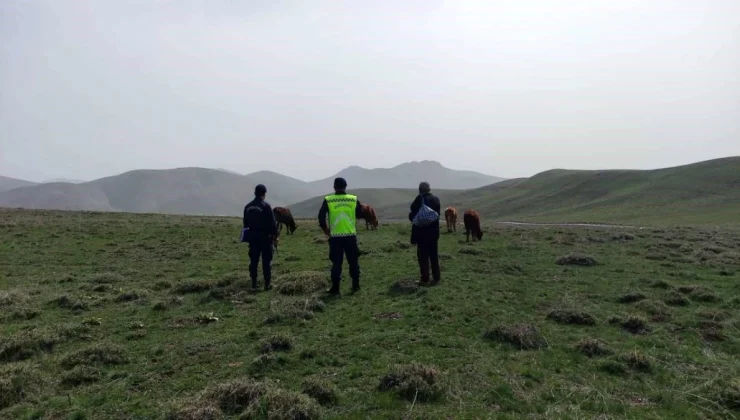 Bayburt’ta kaybolan 9 büyükbaş hayvan jandarma ekiplerince bulundu