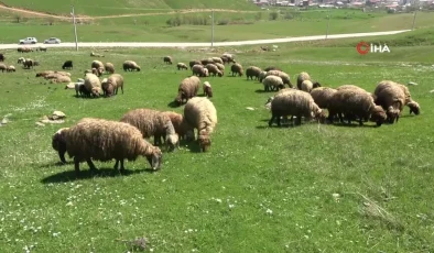 Muş’ta 40 bin TL’ye çoban bulunamıyor