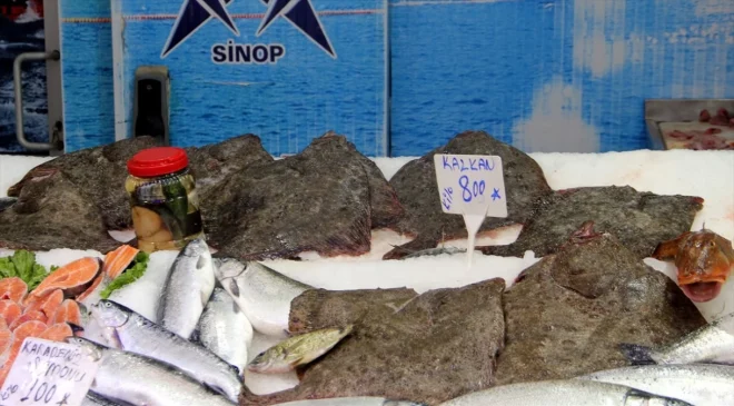 Sinop’ta Kalkan Balığının Fiyatı Düştü