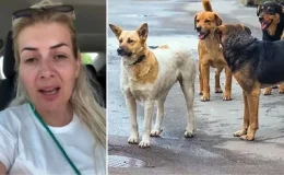 Kuduz köpekleri Ankara’ya taşımıştı! Buket Özgünlü hakkında 4 yıla kadar hapis istendi