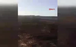 Mardin’de çıkan yangınlarda 800 dönüm buğday ekili arazi zarar gördü