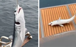 Mersin’de oltaya yavru köpekbalığı takıldı