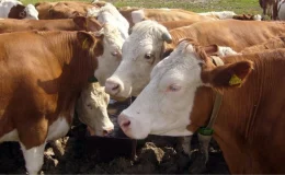 Seferihisar’da 5 büyükbaşta şap hastalığı tespit edildi, 10 kilometrelik alanda kurban satışı yasaklandı